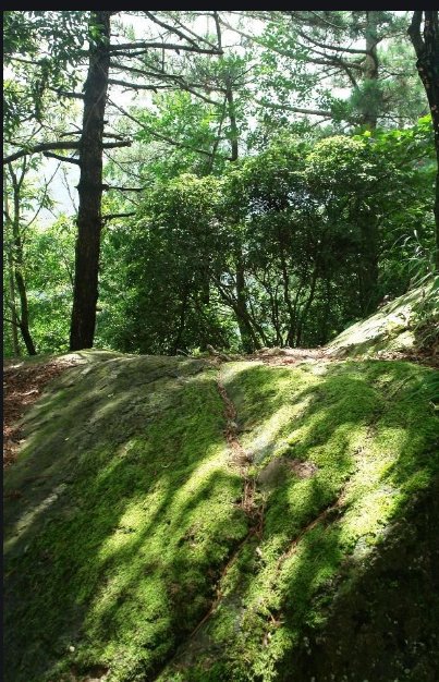 诗词大会：“返景入深林”还是“返影入深林”？这句诗又是啥意思？