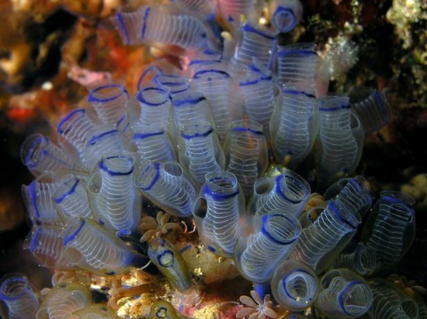 海鞘竟然会吃掉自己的大脑，它为何要这样做呢？