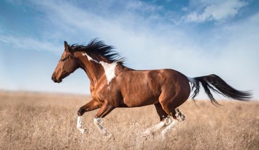 马和驴有什么区别？