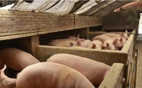 养一头猪大概能挣多少钱