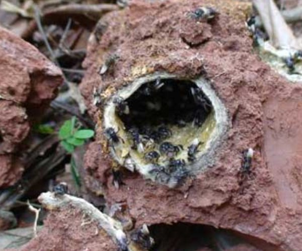 中国蜂种类及图片