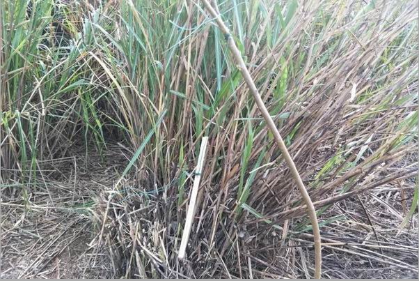 野鸡套子制作方法教程