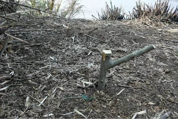 野鸡套子制作方法教程