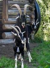 怎样与母羊交配大神们帮帮忙