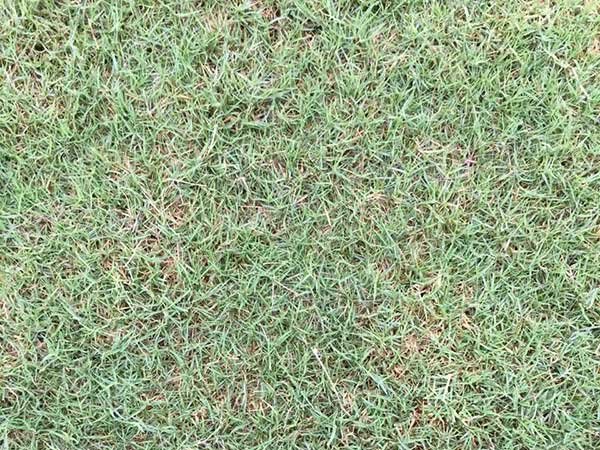 狗牙根草怎么种