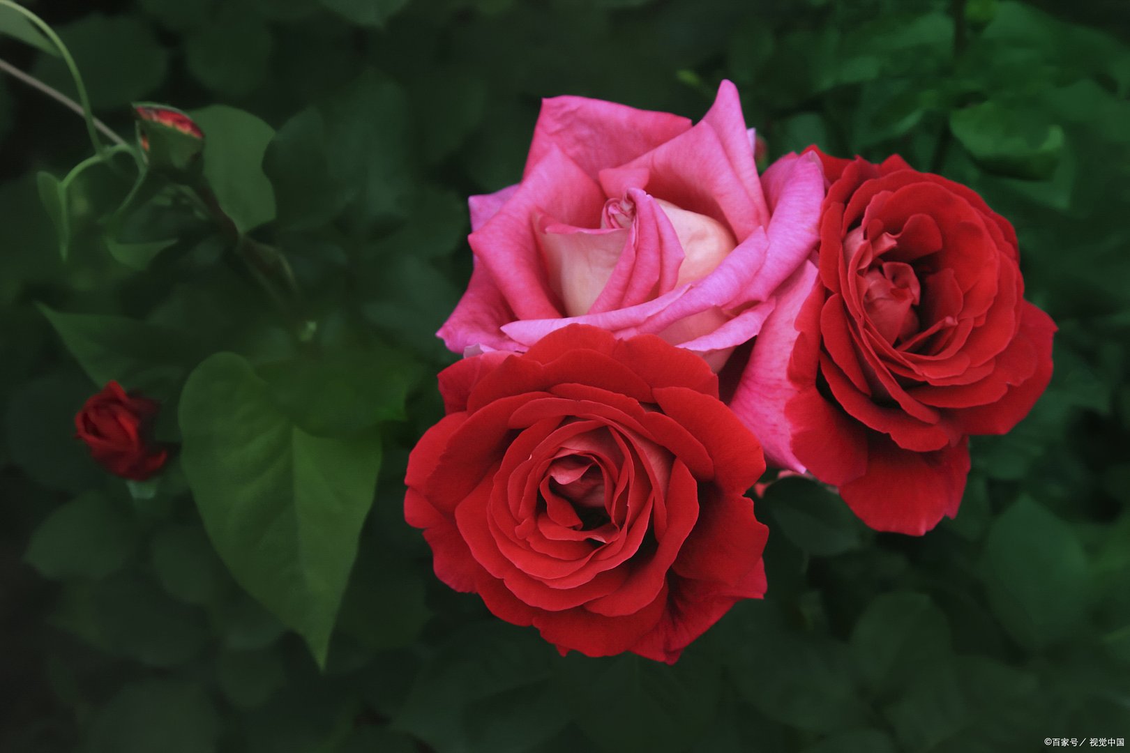 磷酸二氢钾能不能用来灌根，有什么需要注意的吗？