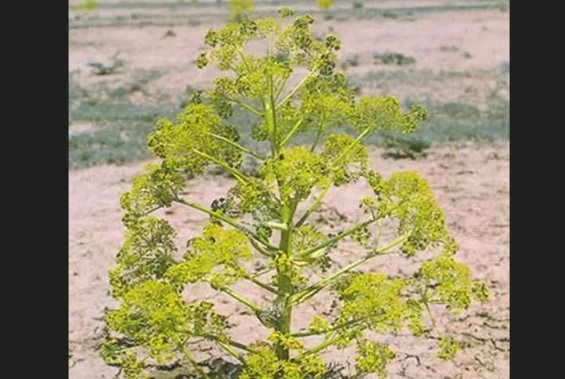 “兴渠”是什么菜啊?