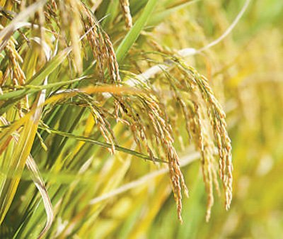 海水稻与普通水稻相比有何不同？