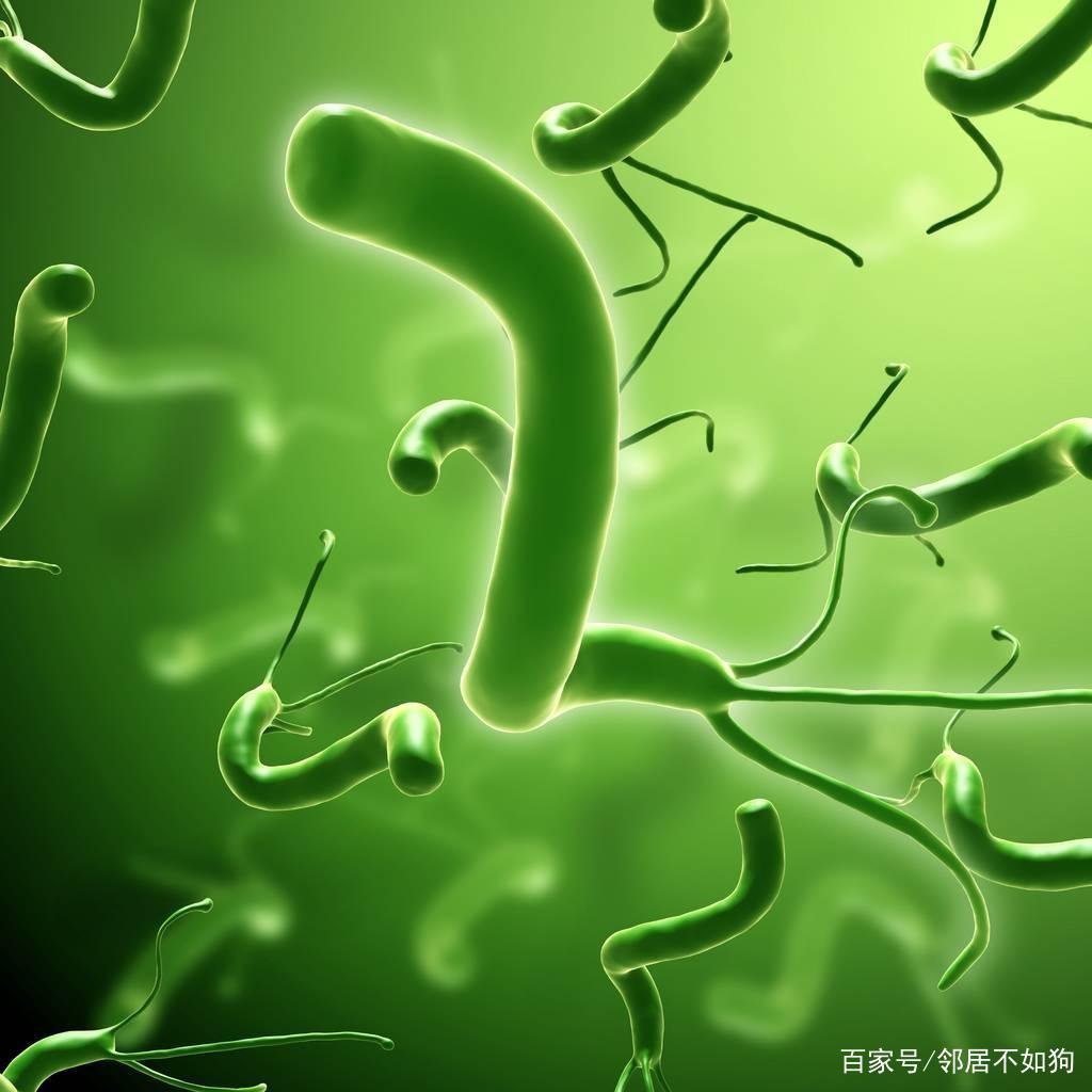 细菌会不断进化吗？哪些细菌是进化而来的？