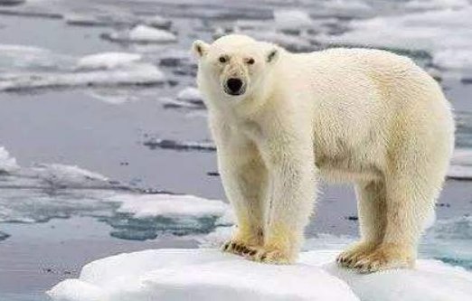 珠穆朗玛峰长草，意味着什么？