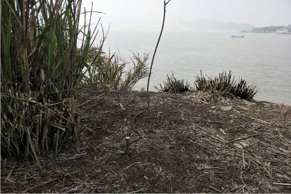 野鸡套子制作方法教程