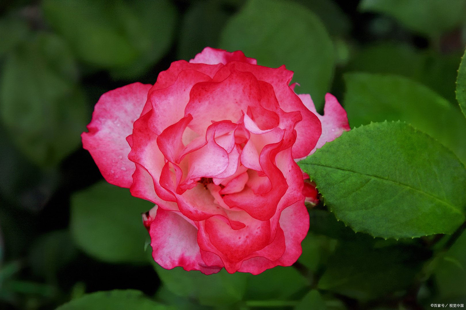 磷酸二氢钾能不能用来灌根，有什么需要注意的吗？