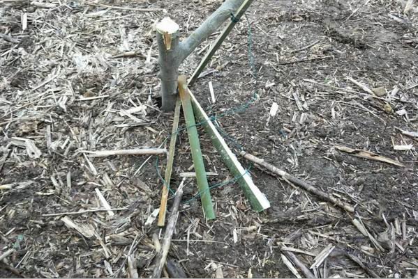 野鸡套子制作方法教程