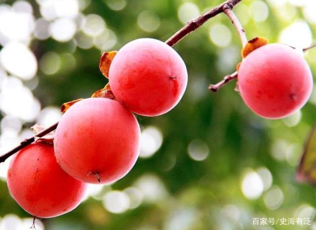 “四大硬、四大软、四大红、四大绿”中,分别指的是什么?