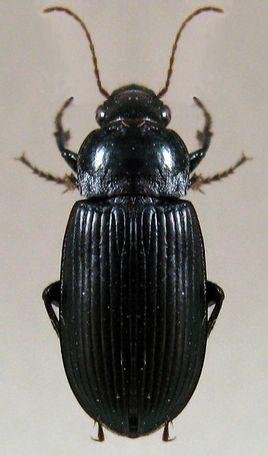 家里突然出现好多中华婪步甲，有什么办法消灭这玩意？