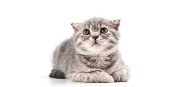 猫刑是指一种什么样的刑法