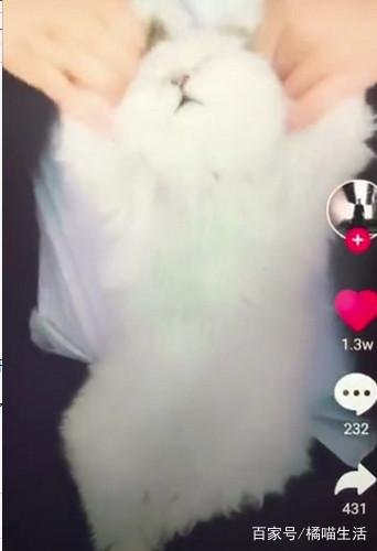 比心猫又到底长啥样啊啊