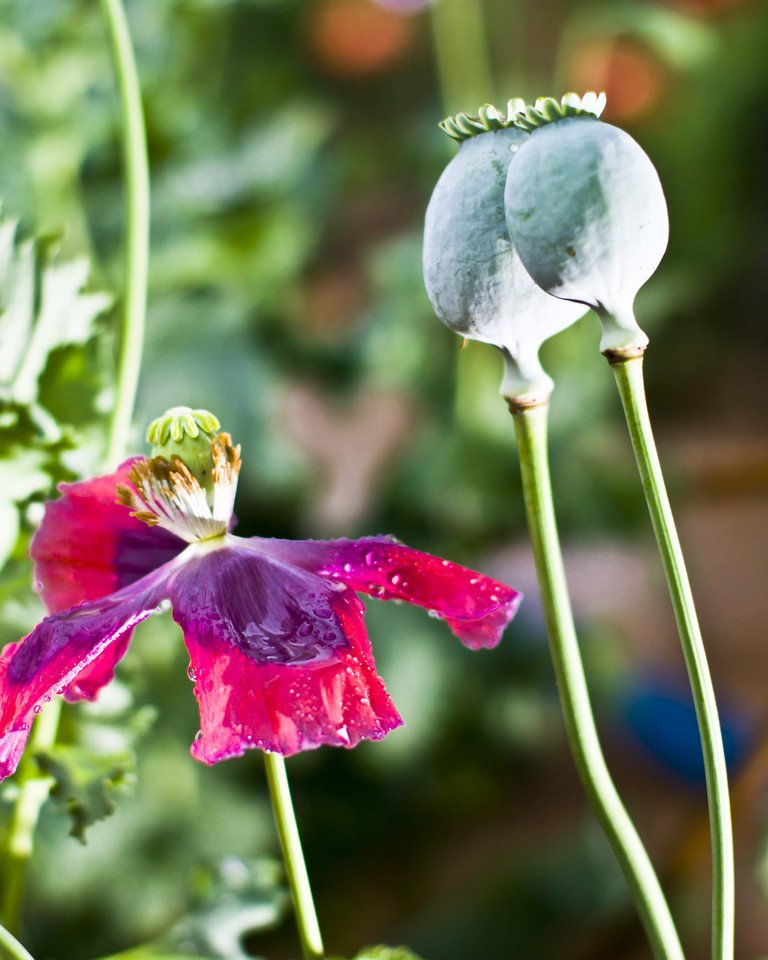 《刑法》规定非法种植多少株以上罂粟够成犯罪