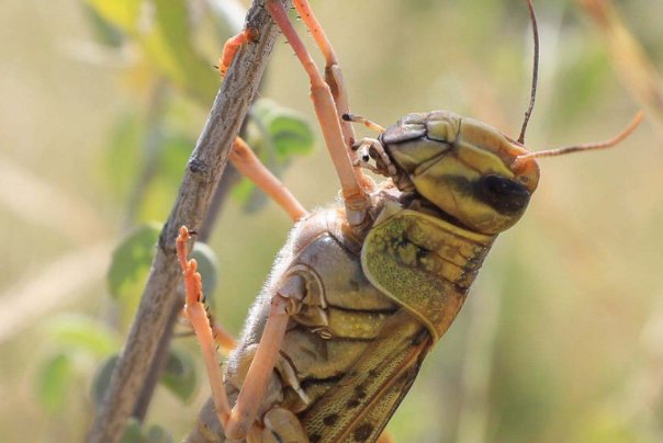 4000亿只蝗虫在印度意外被灭，印度究竟是怎样把蝗虫消灭的？