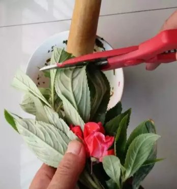 指甲草怎么染发