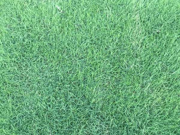 狗牙根草怎么种